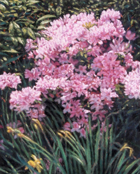 Azaleas & Daffodils