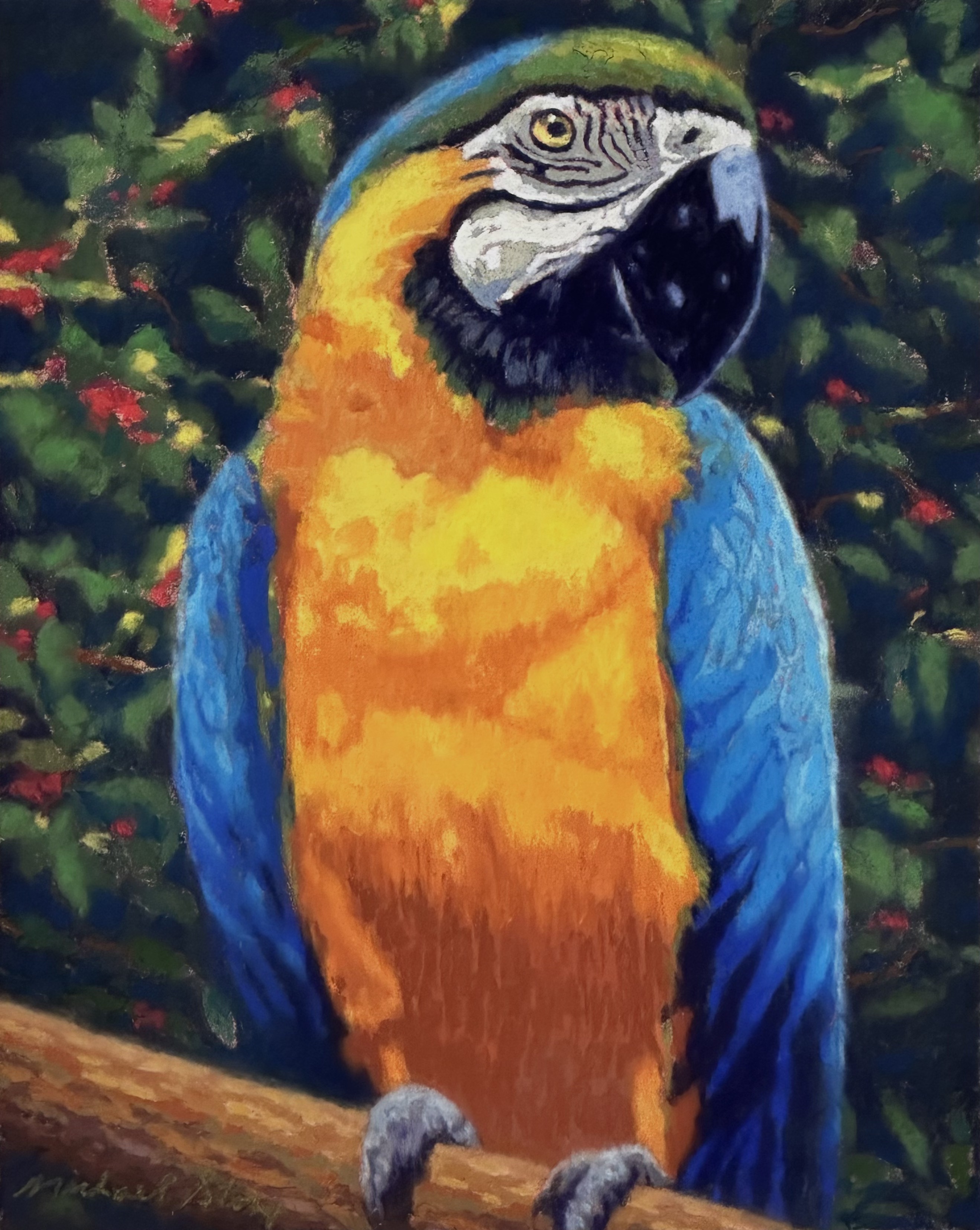 Blue & Yellow Macaw