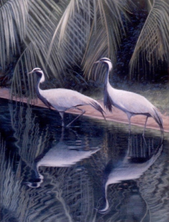 Demoiselle Cranes