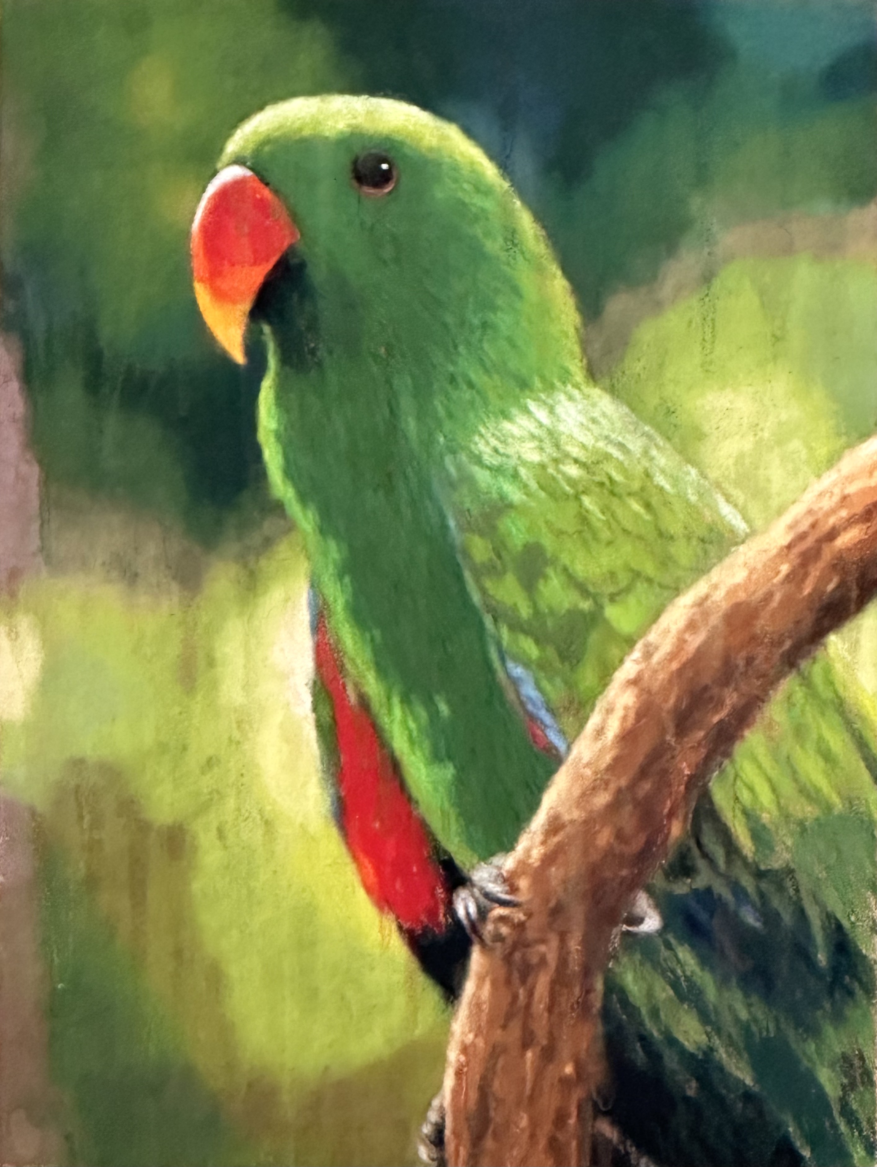 Eclectus