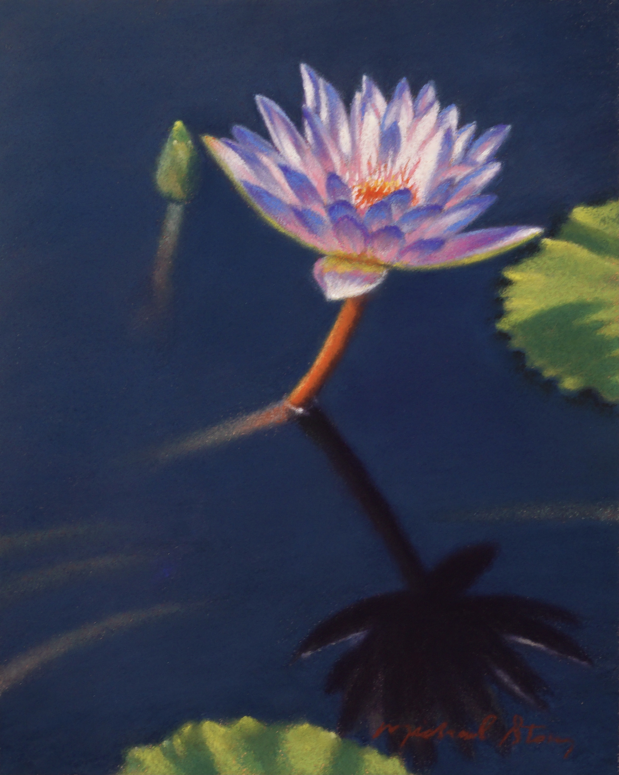 Lily in Blackwater