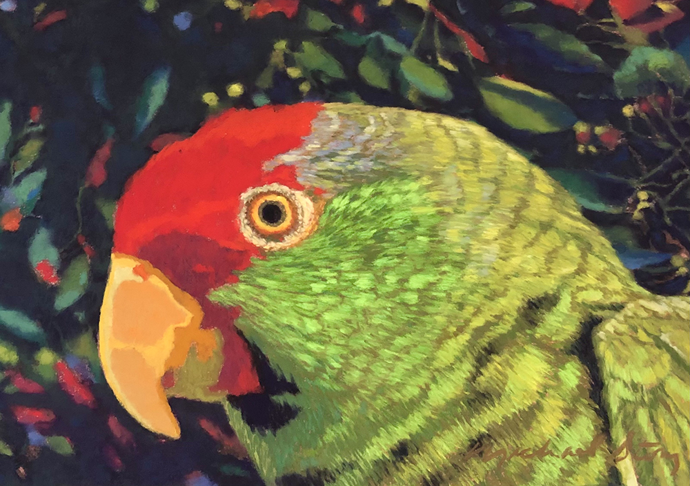 Red Crowned Amazon