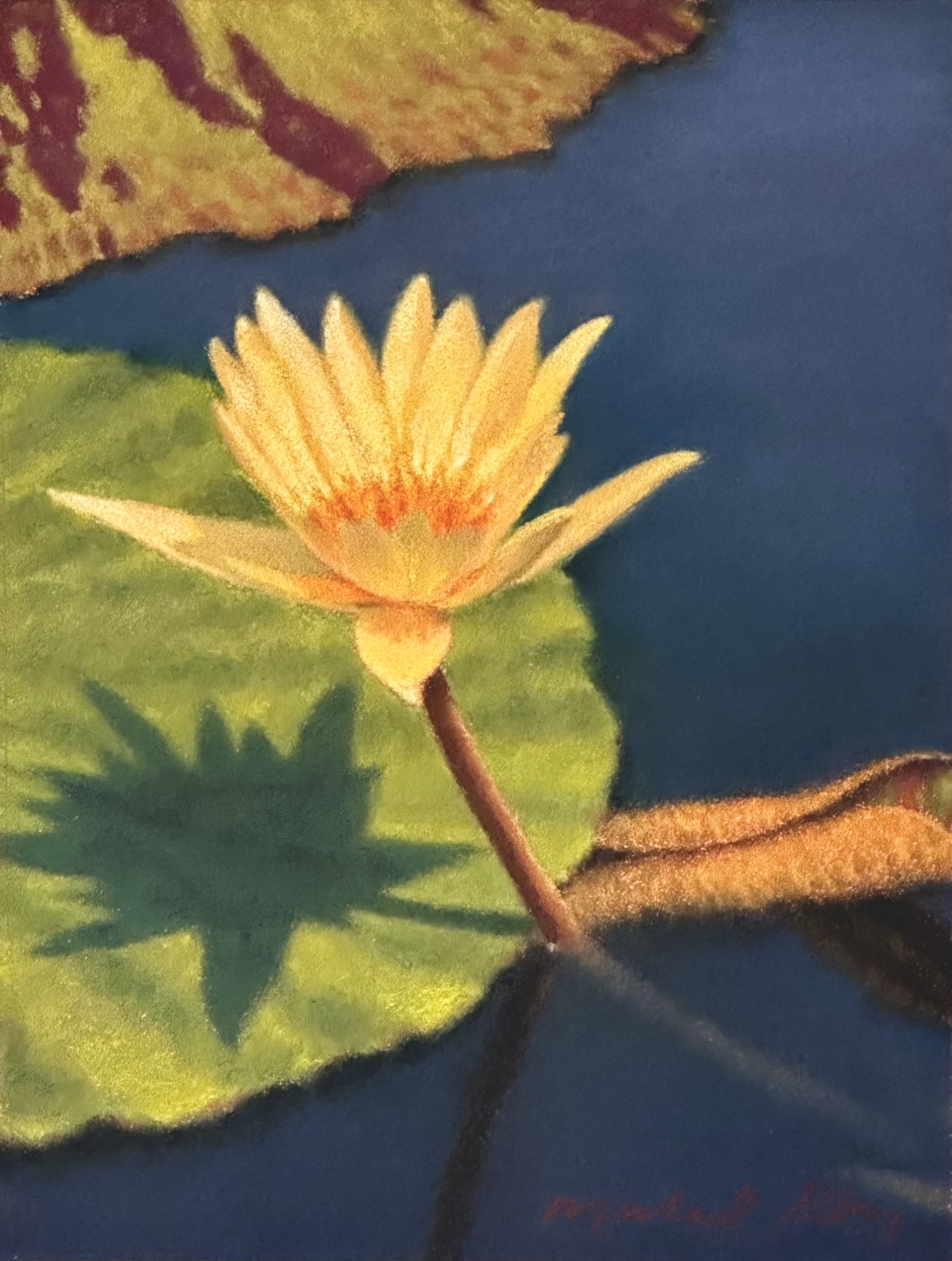 Saffron Lily