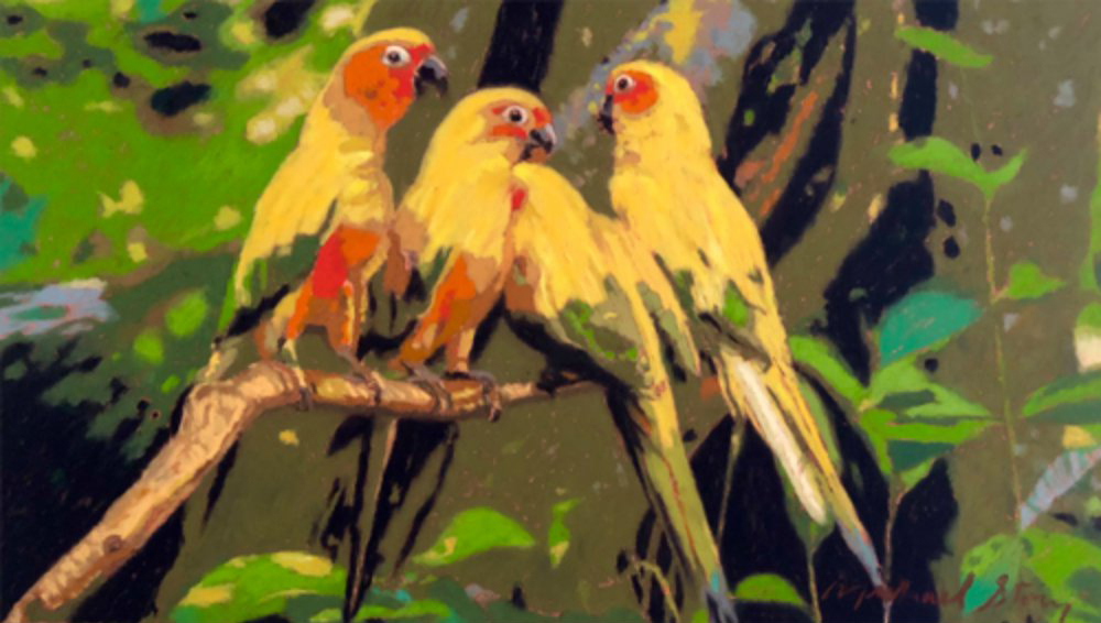 Sun Kissed Conures