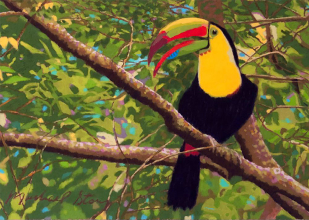 Toucan in the Trees
