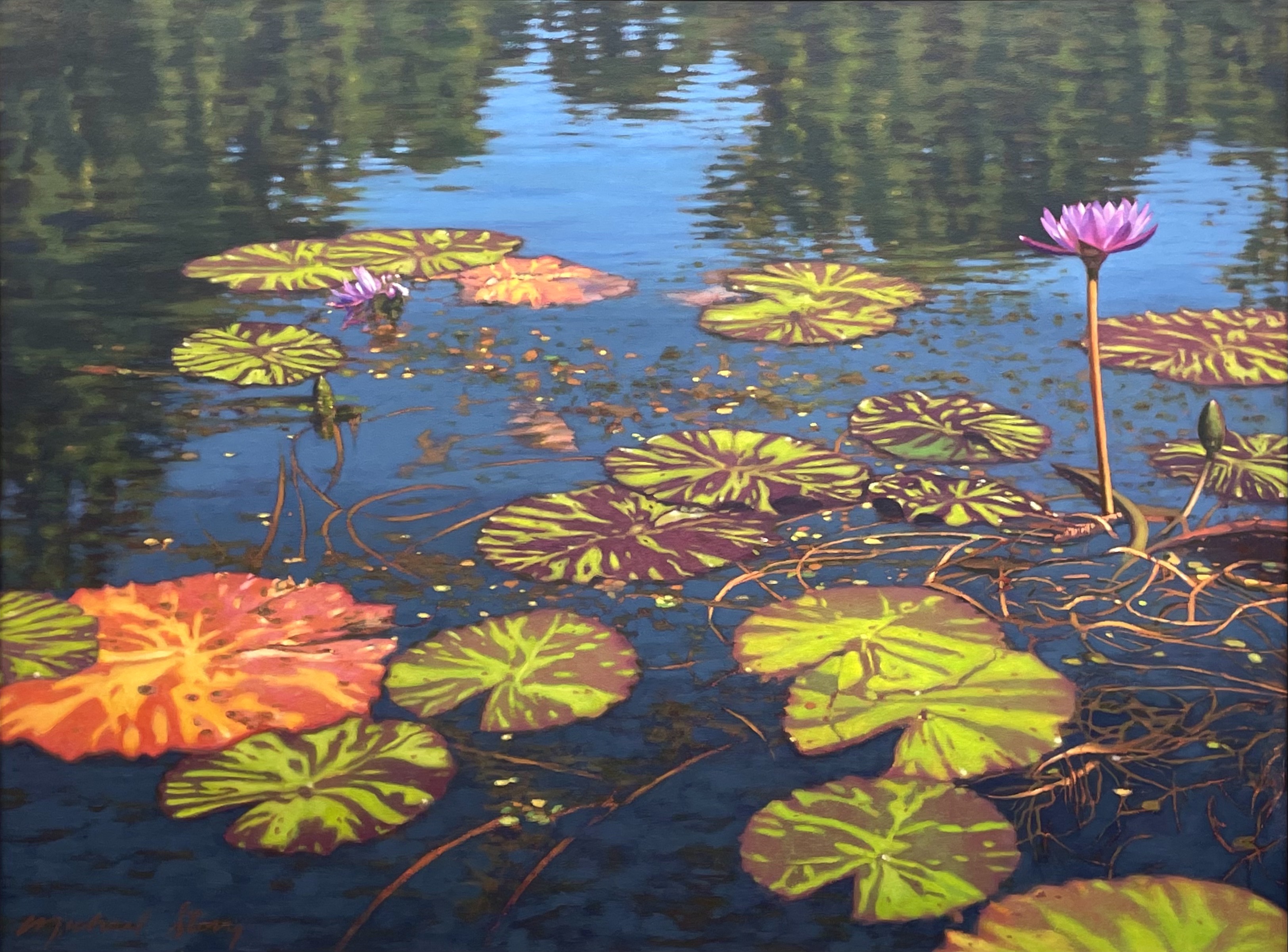Water Lilies at Brookgreen