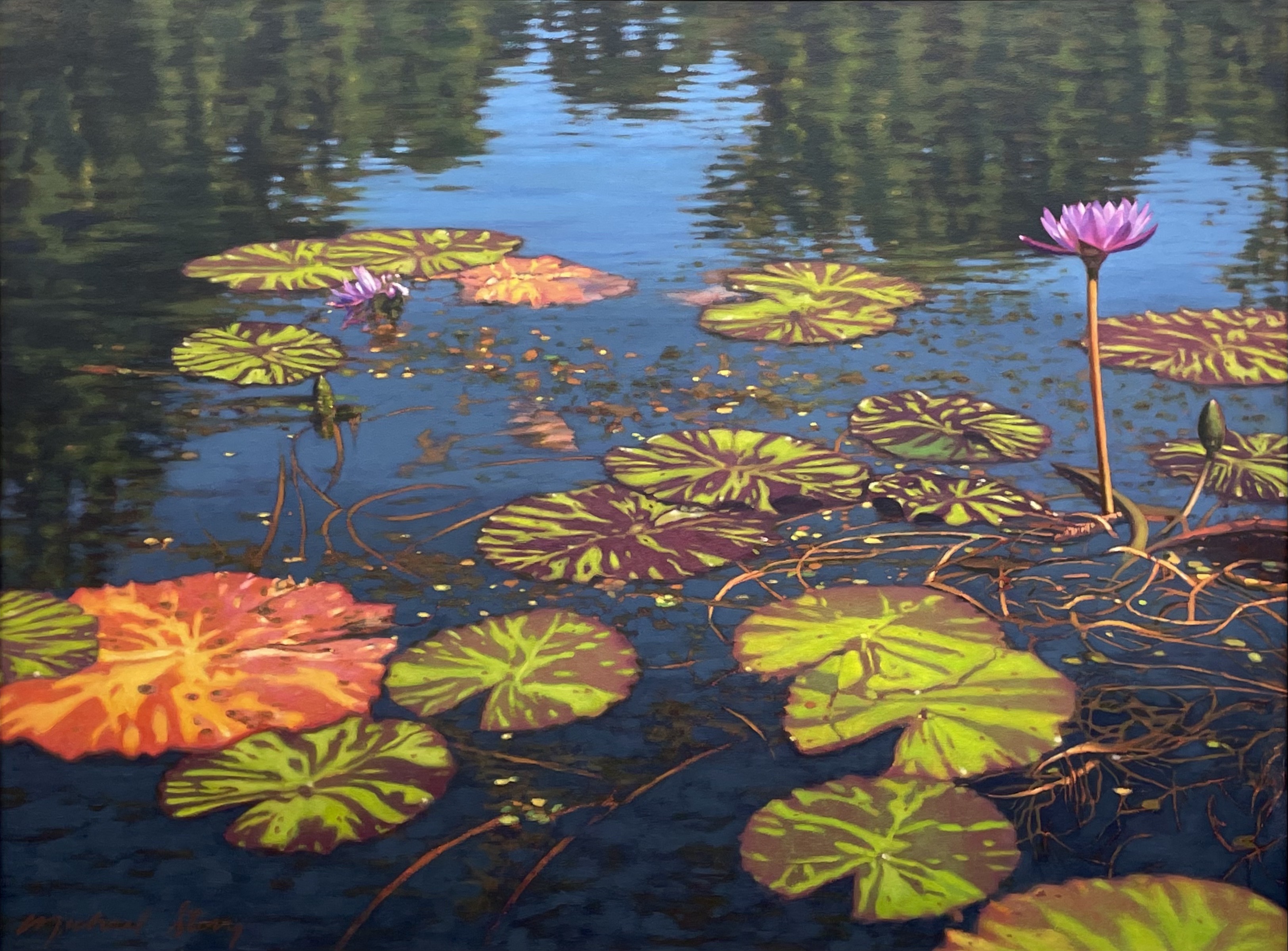 Water Lilies at Brookgreen