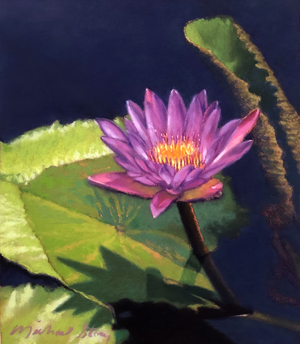 Water Lily at Longwood