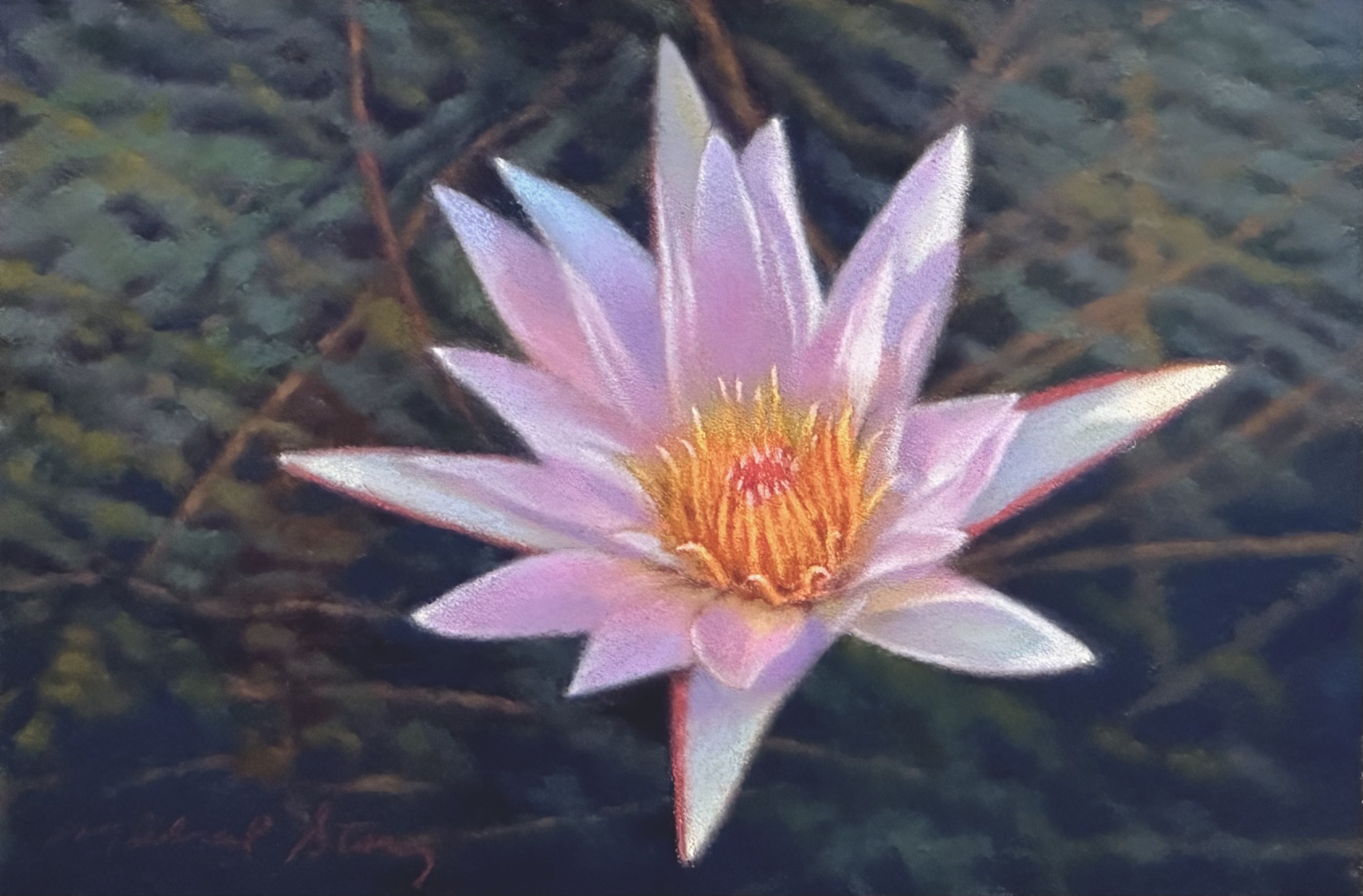 Water Lily in Summer