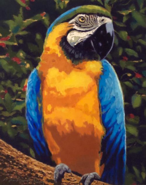 Blue & Yellow Macaw